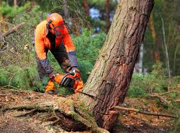 Best Fruit Tree Pruning  in Las Flores, CA