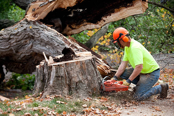 Best Aeration Services  in Las Flores, CA