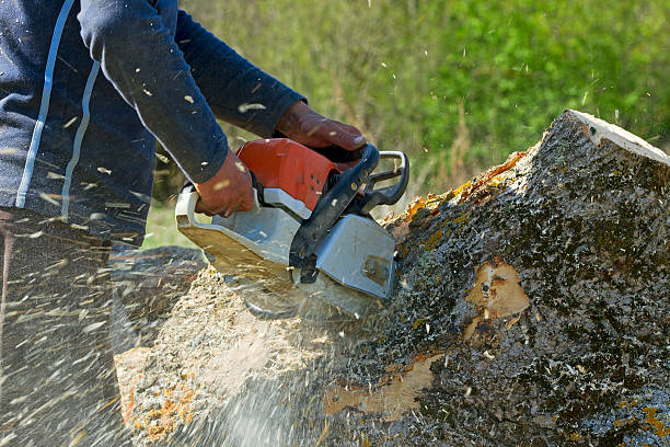 Best Arborist Consultation Services  in Las Flores, CA